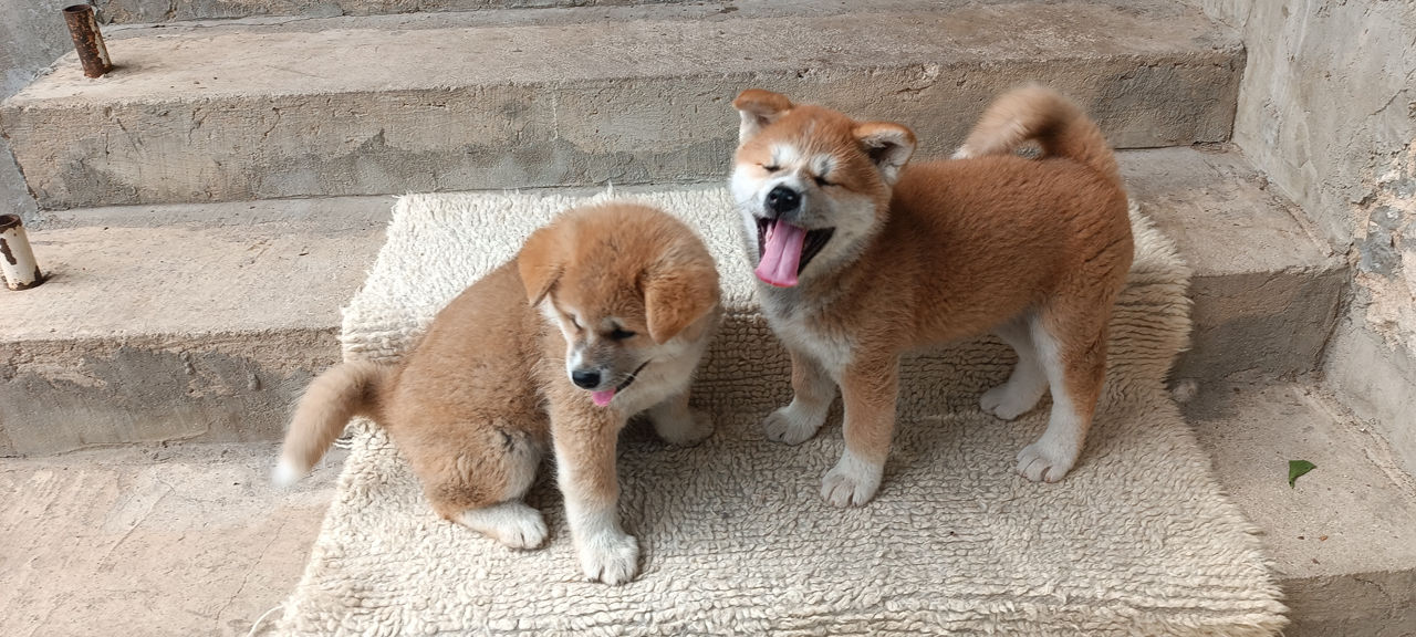Akita  foto 2