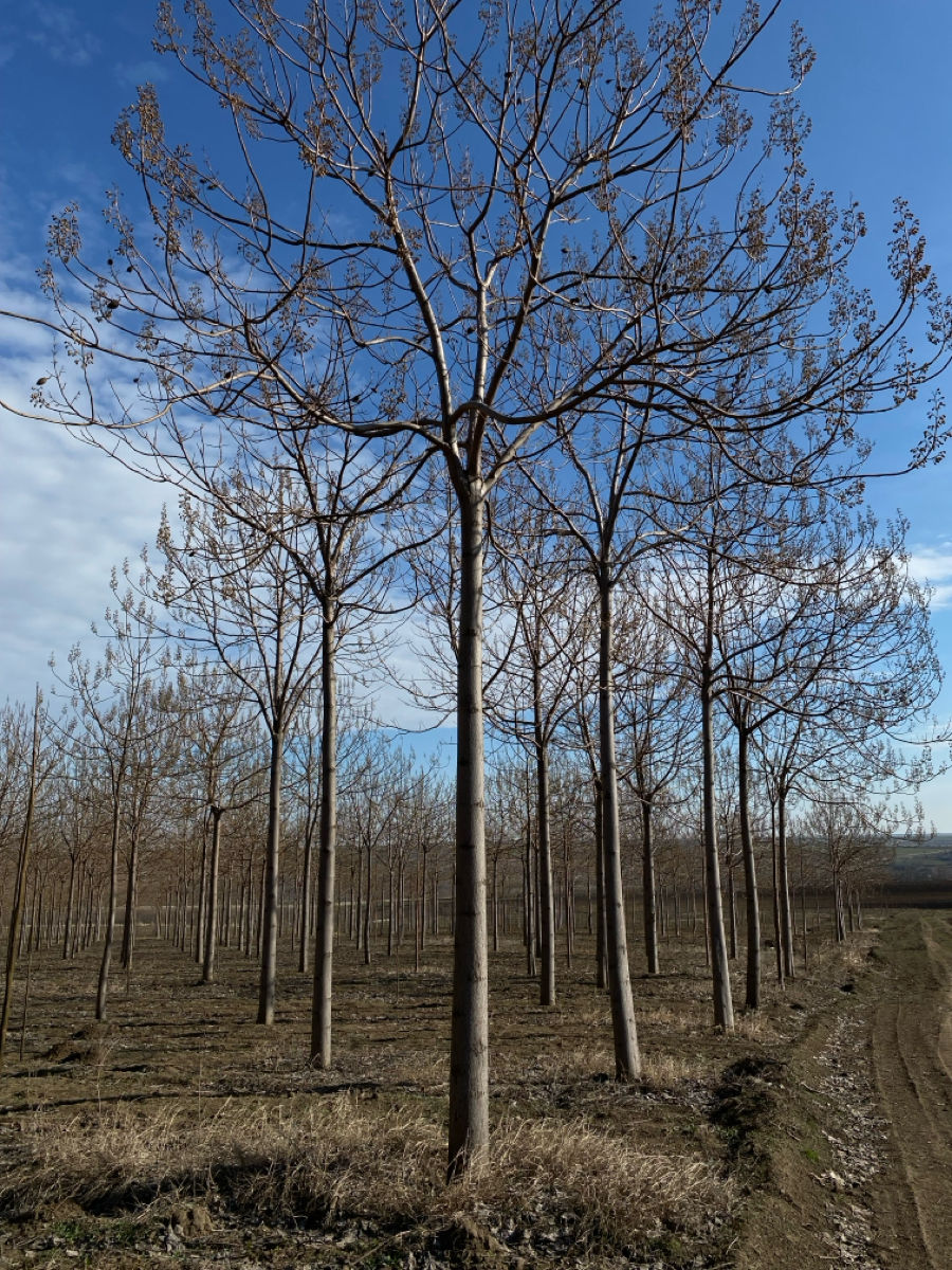 Куплю Paulownia foto 4