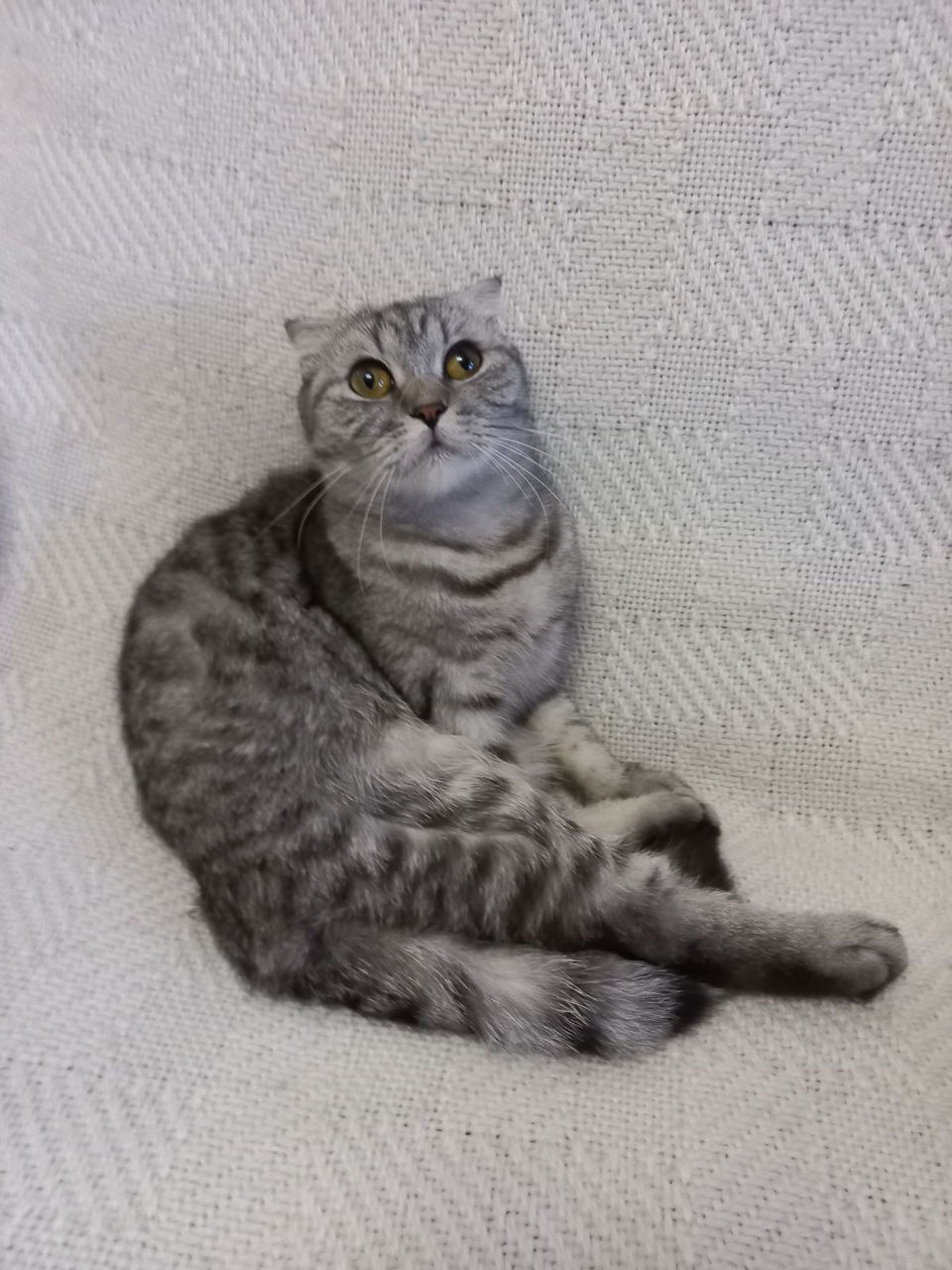 Шотландская , вислоухая кошка.