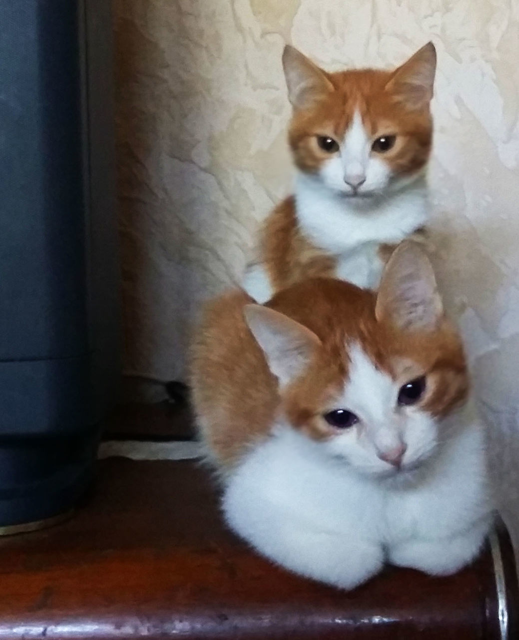 Два замечательных рыженьких котёнка