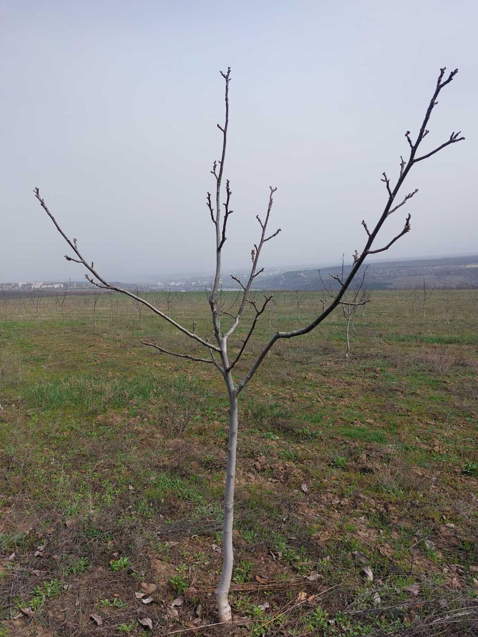 Livadă de nuci chandler, 7 ani - 11.4 ha cu sistem de irigare. foto 4