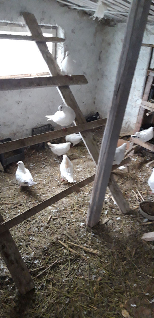 Vind porumbei king / продаются голуби кинг foto 2