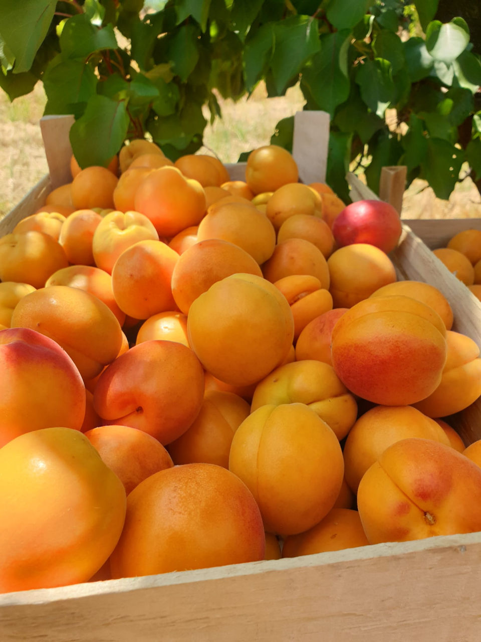Pomi fructiferi ! Păr ( prăsad ) ,  vișin , cais ( abricos ) , persic , prun ( perj ) ... foto 9