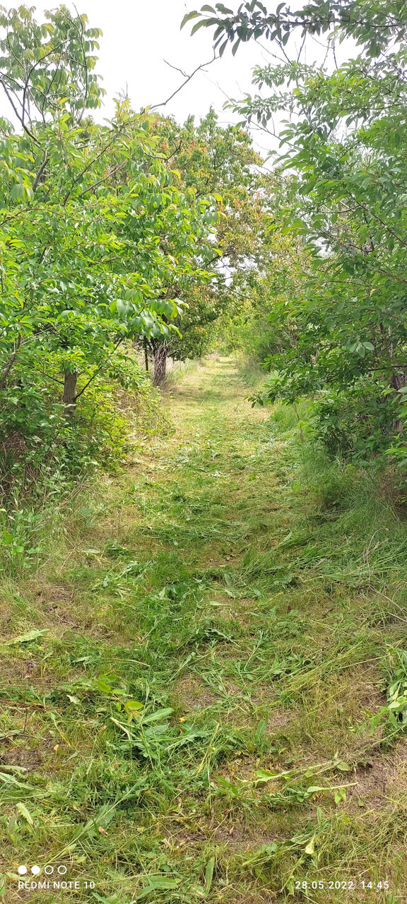 Ofer  servicii    cosit  iarba, puieți de vișin  cu motocoasa foto 2