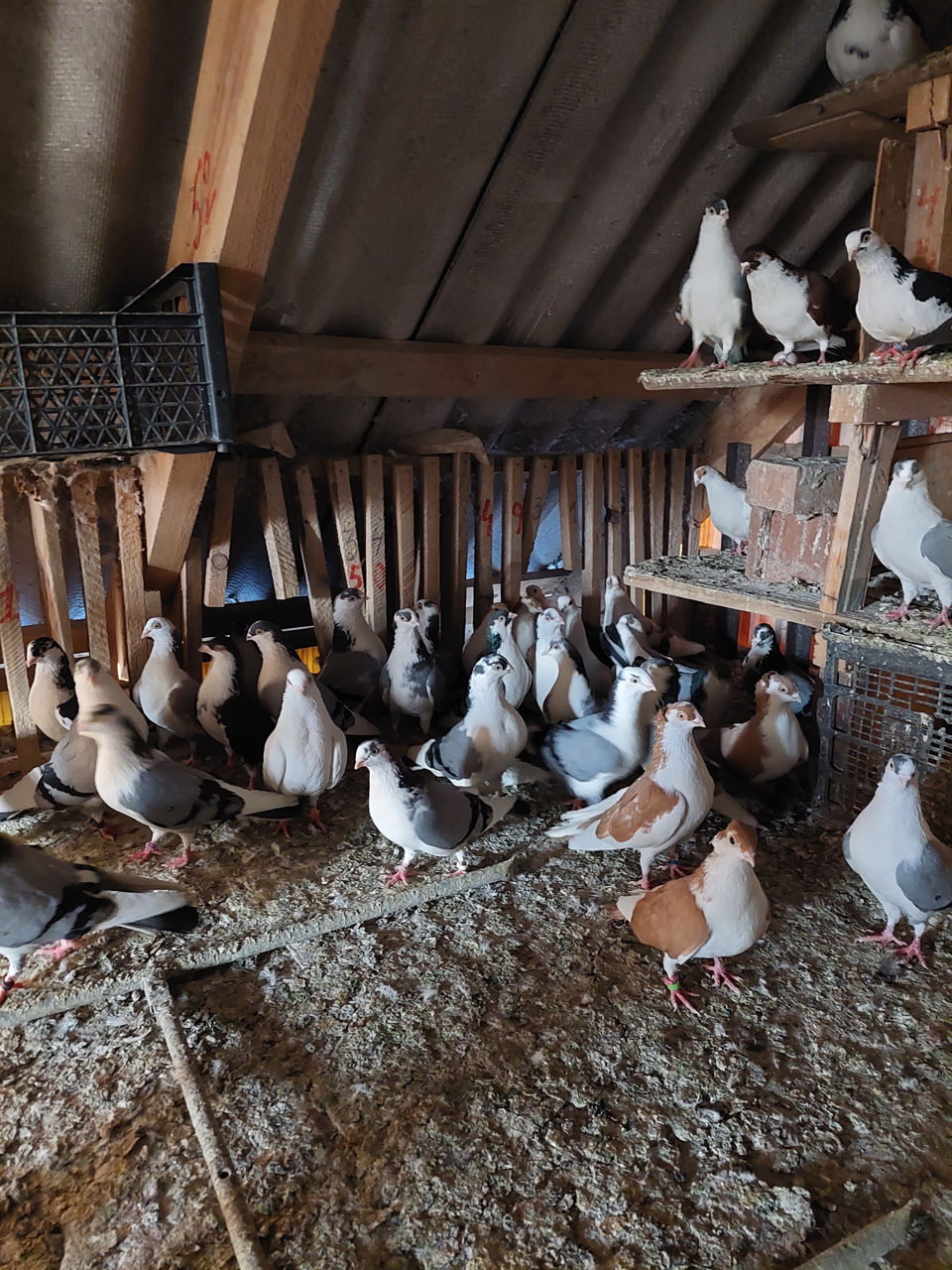 Porumbei Jucatori de Galati foto 3