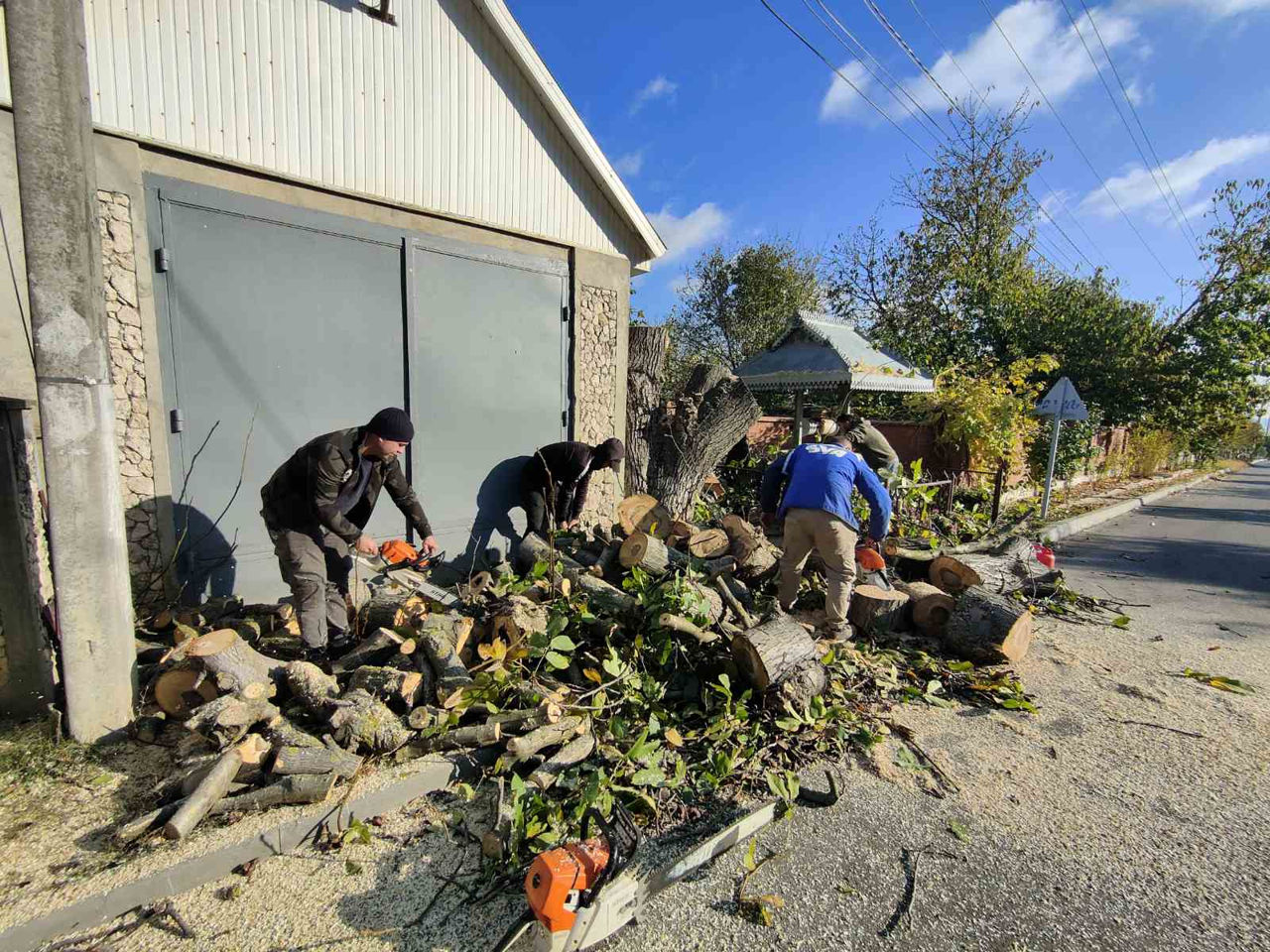 Tăierea copacilor înclinați sau deteriorați- cu masini si echipamente speciale .Calitatea garantată foto 7