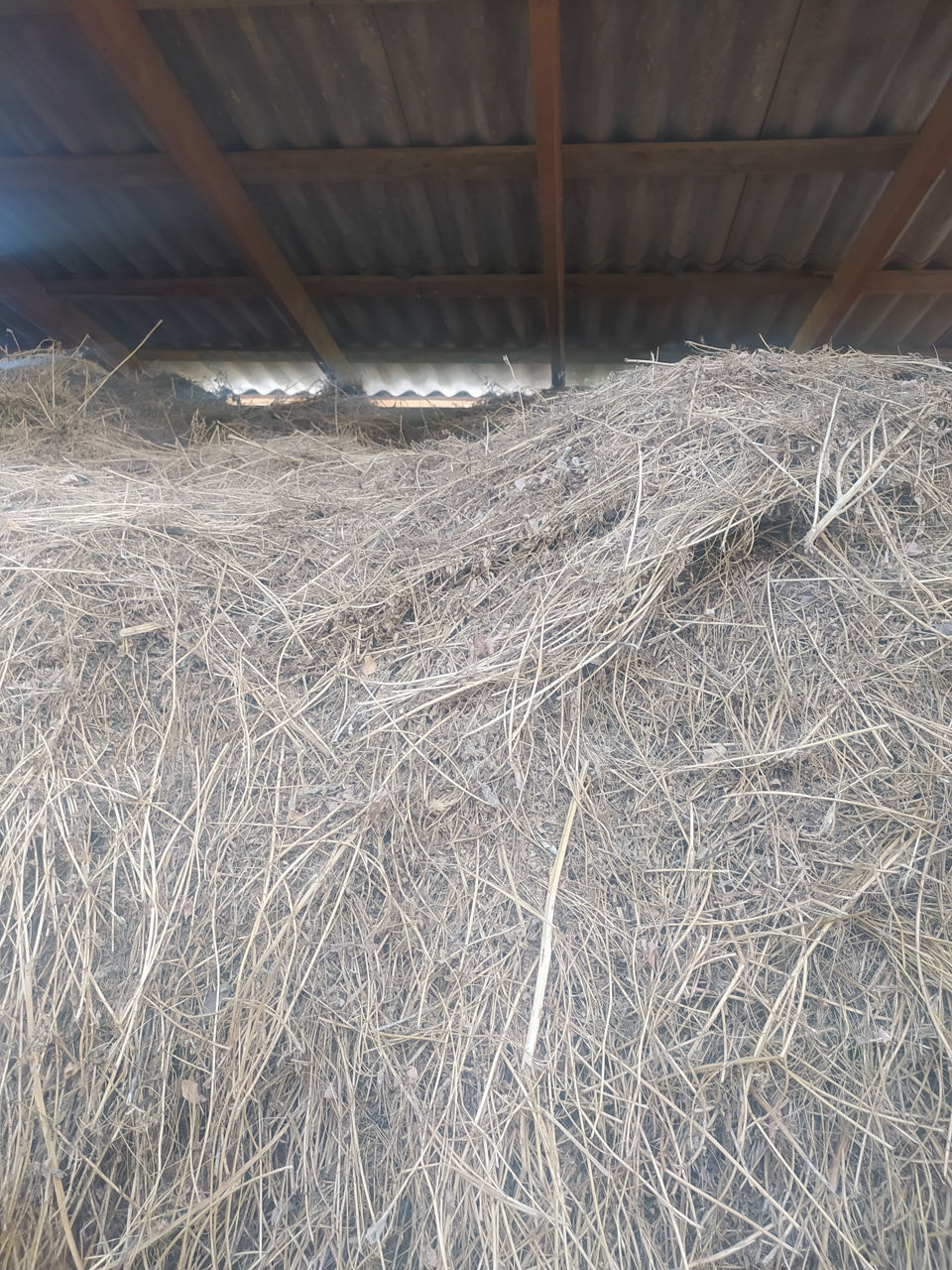 lucernă