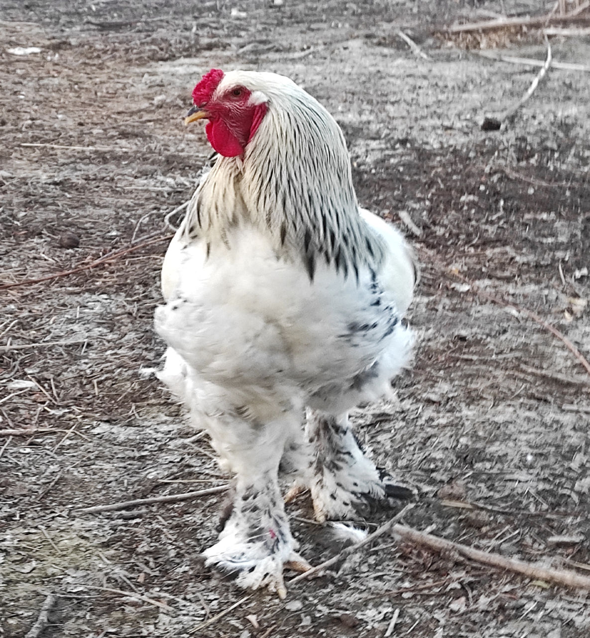 De vanzare cocos Brama HD (Brahma) rasa curata, gaini si oua pentru incubare , livrare foto 1