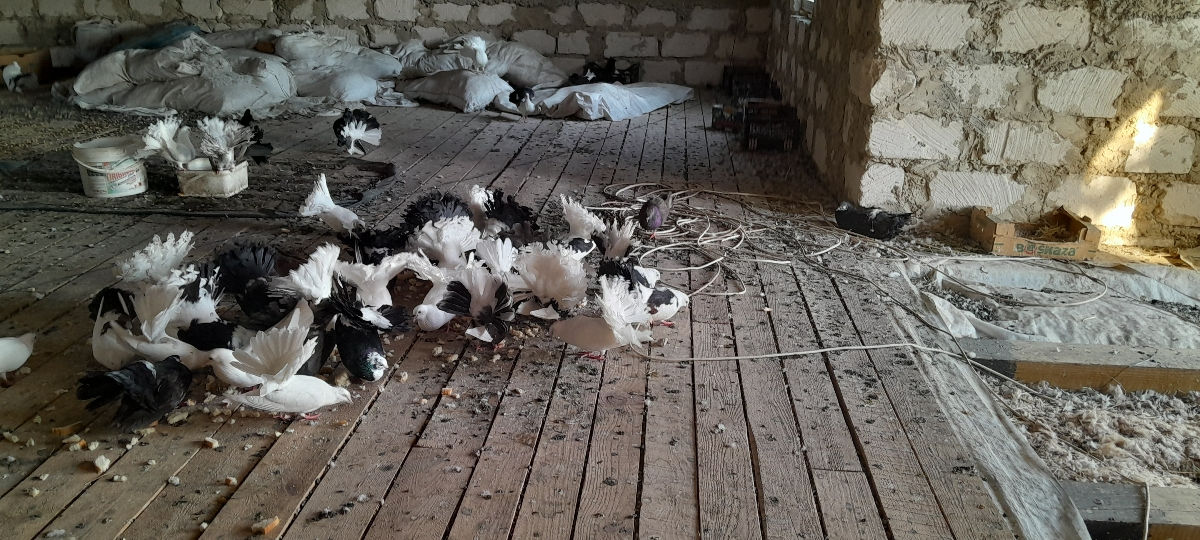 Vind hulubi pavlinii cu 200 lei perechia sau la schimb pe ceriale foto 0