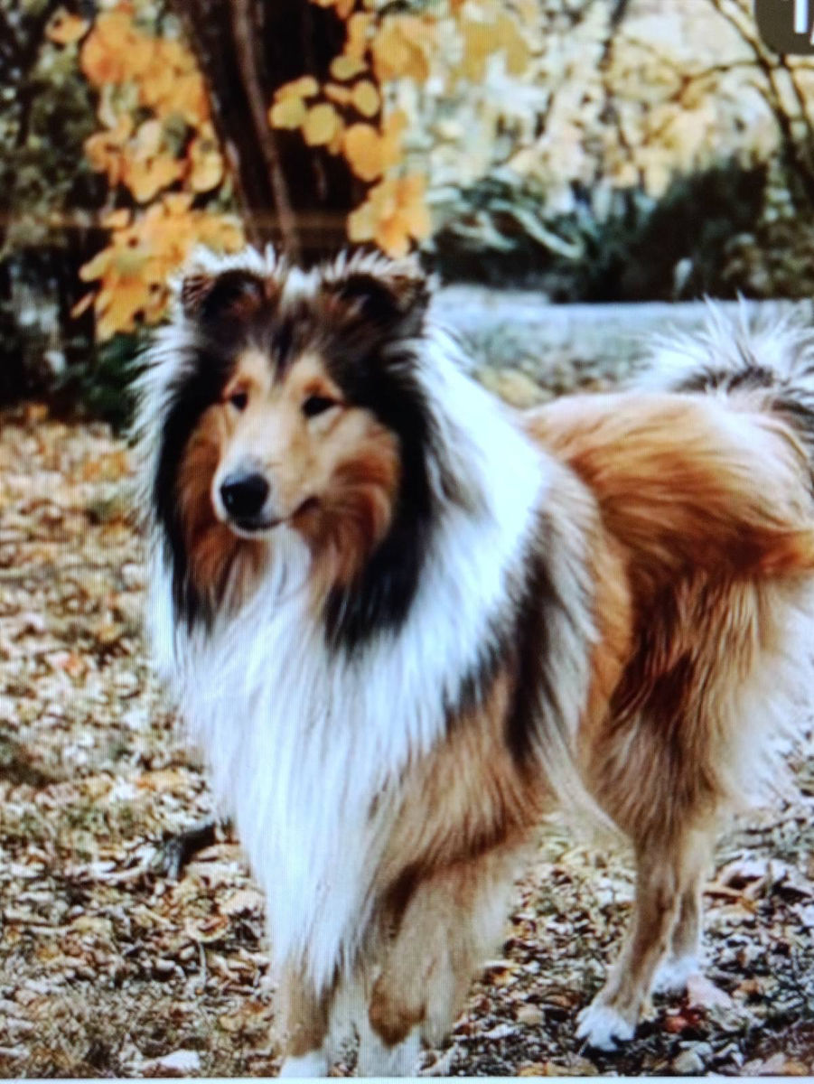 Pui collie rough (ciobanesc scotian) foto 5