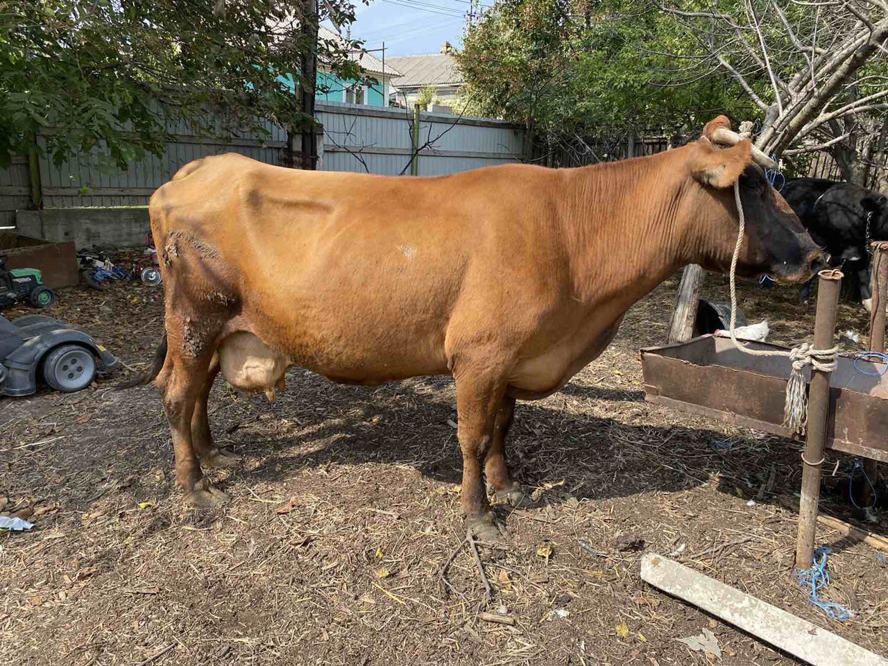 Cumpar vaci,buhai junci oi capre si cirlani la crestere si la carne , la fel si vaci de lapte !!! foto 2