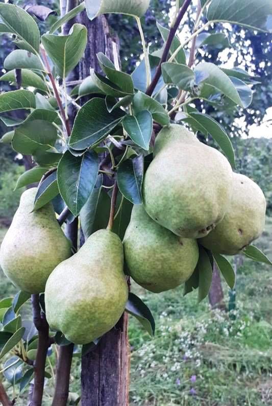 Pomi fructiferi ! / Саженцы ! - Prăsad și alte specii ... foto 8