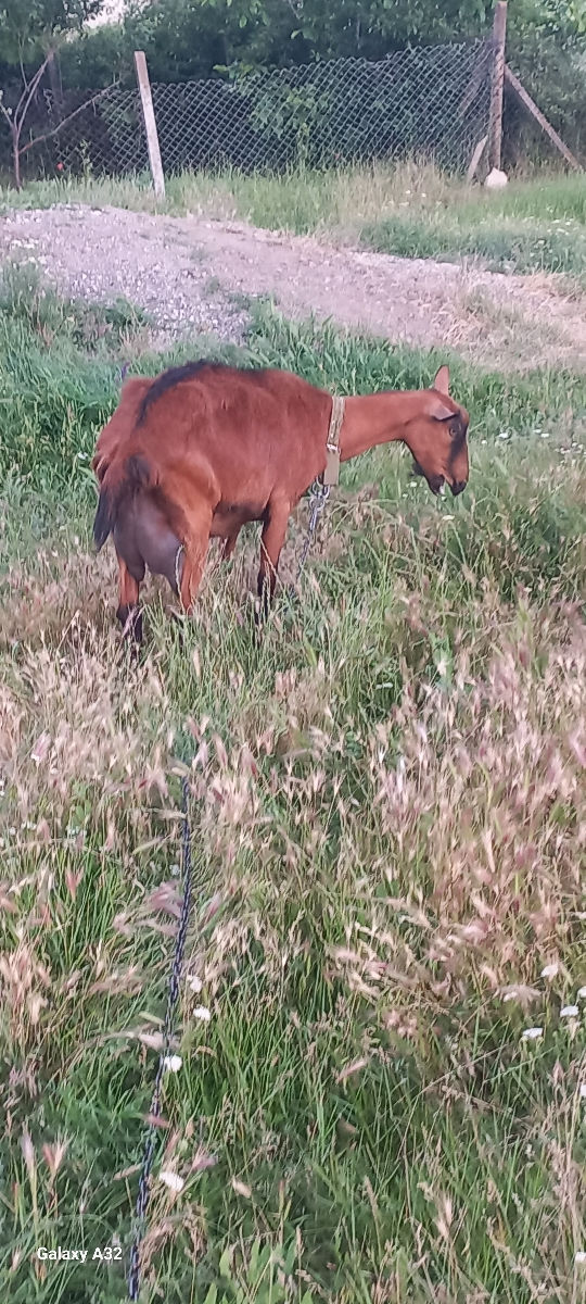 Vînd capre de rasă Alpino Franceză  foto 3
