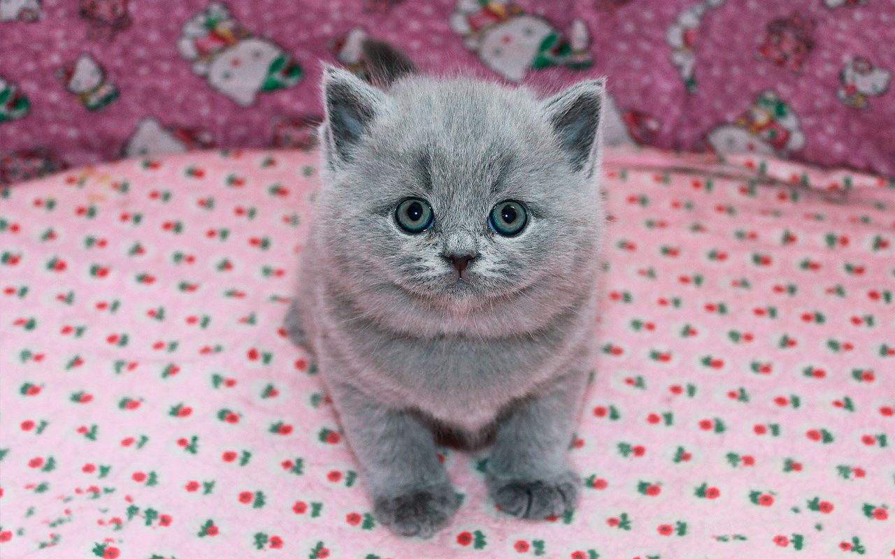 Шотландские котята.