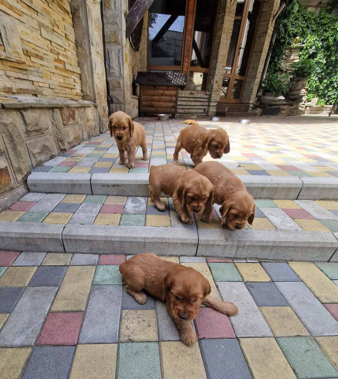 Disponibili: Ultimii 2 cățeluși Cocker Spaniel – Rasa pură, jucăuși și adorabili! foto 2