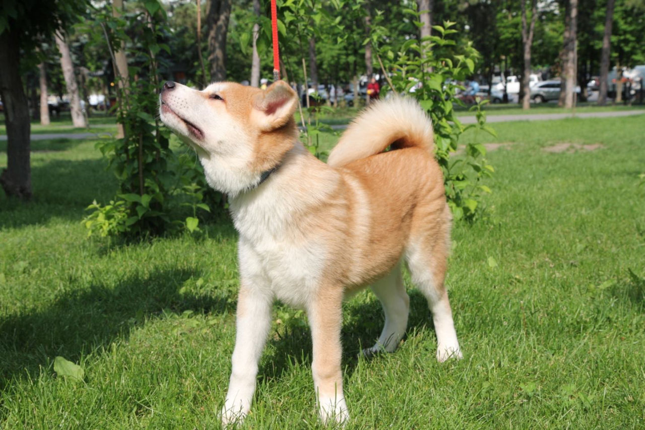 Akita inu - mascul / Акита ину - мальчик  фото 8