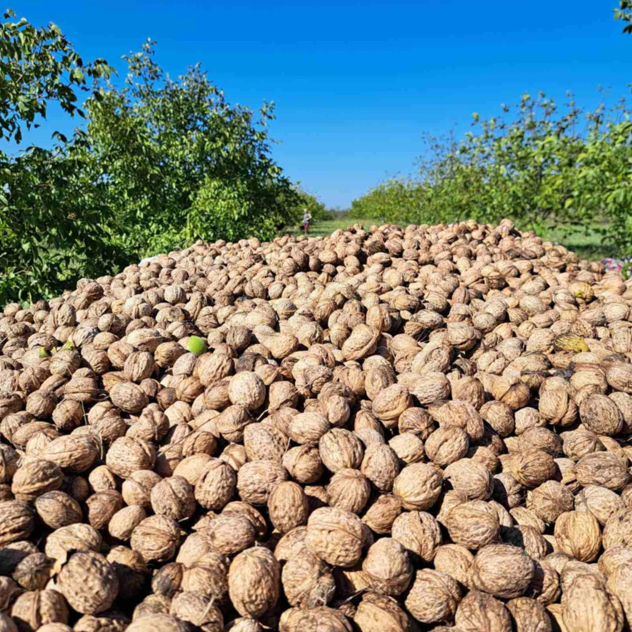 Vindem Teren Agricol cu Livadă 10ha+viță de vie 4ha+5ha  teren arabil. Țepoaia, comunaTigheci, Leova foto 5