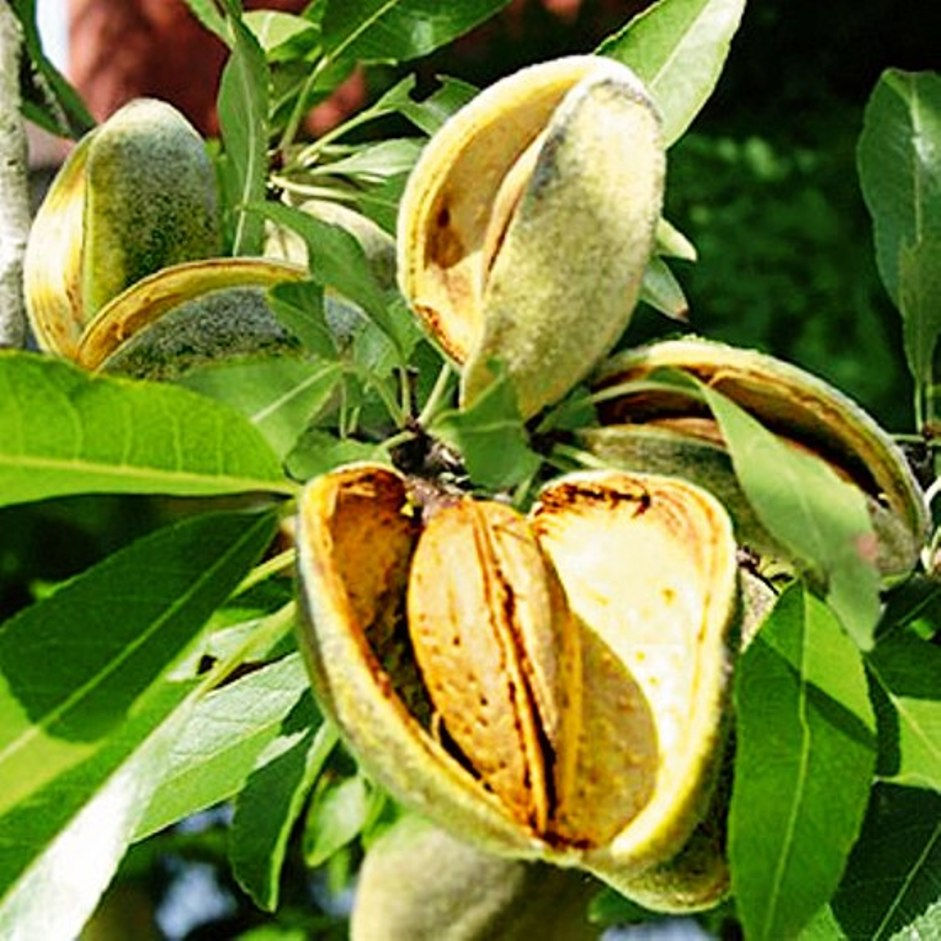  Copăcei ! / Саженцы ! Cais ( abricos ) soiul   Bebeco -  ( soi grecesc ) ... foto 16