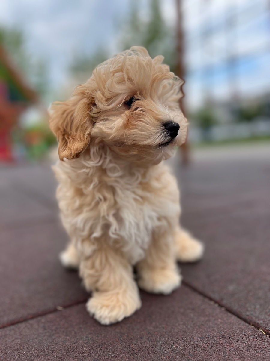 Мальтипу F1 мини / Maltipoo F1 Mini