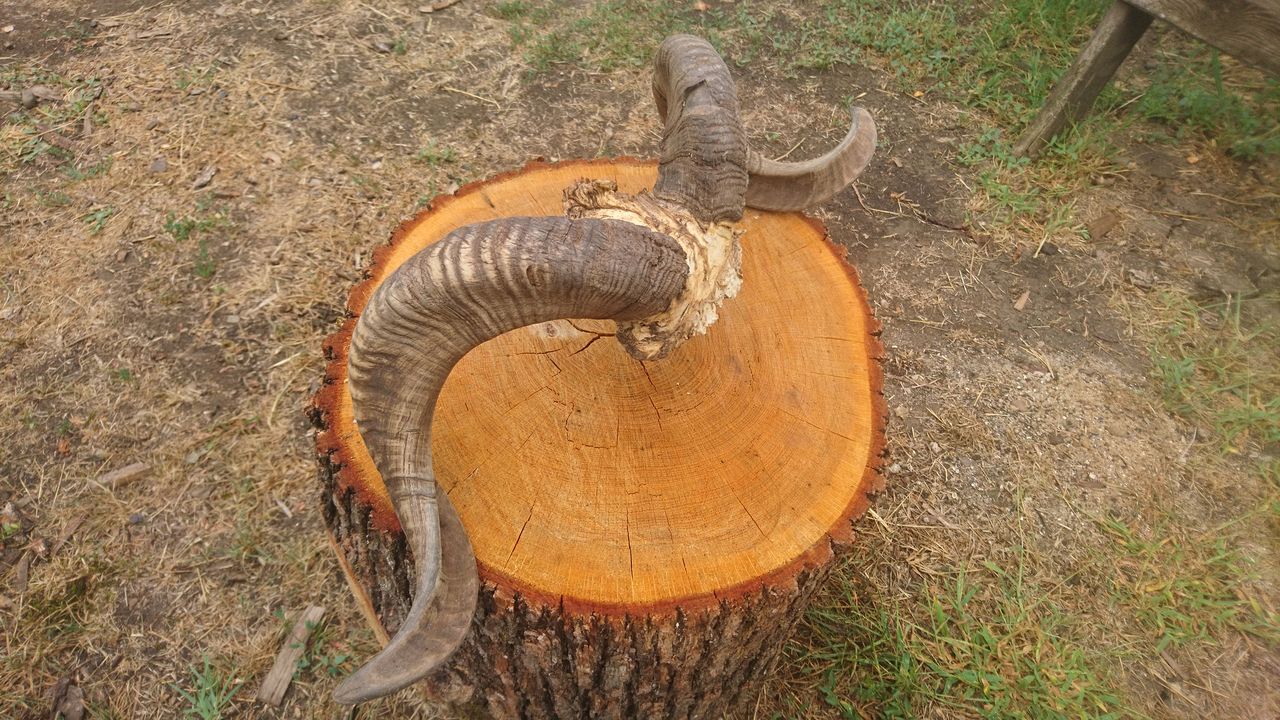 рога барана