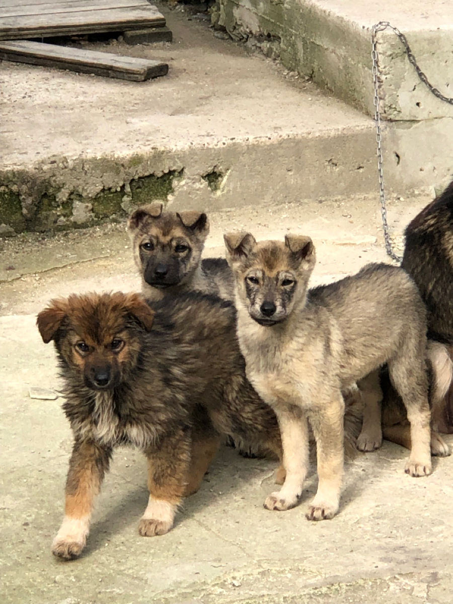 Ofer in dar caini, Husky Metis foto 3