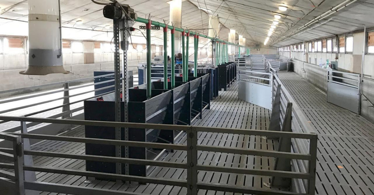 Hrănitoare automată MF pentru purcei și porci la îngrășare foto 6