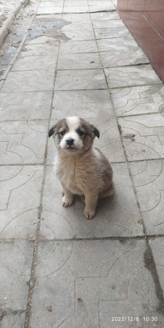 Маленькие щенки в добрые руки