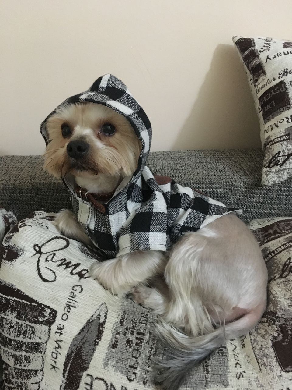 вязка собак