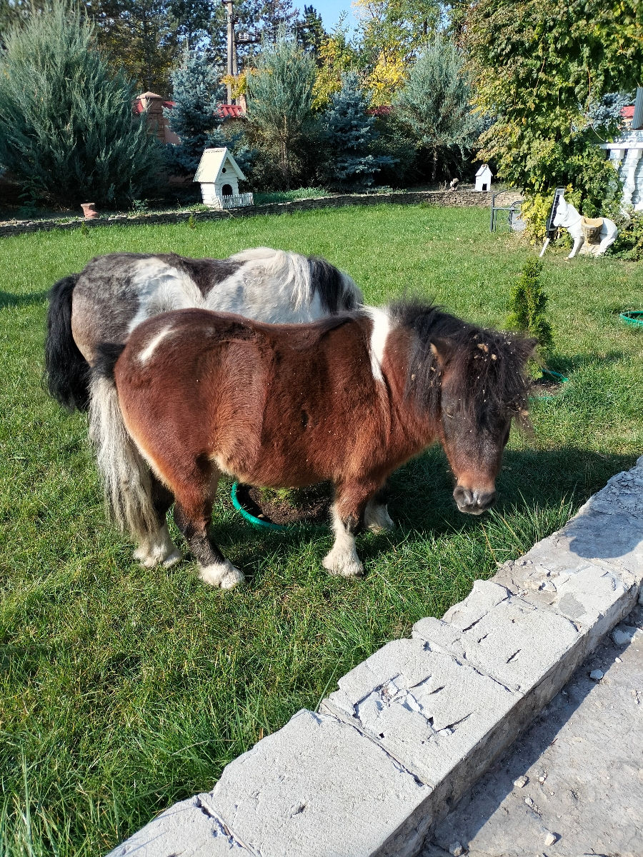 Mini poni-мини пони ,цена за пару!мальчик + девочка пара
