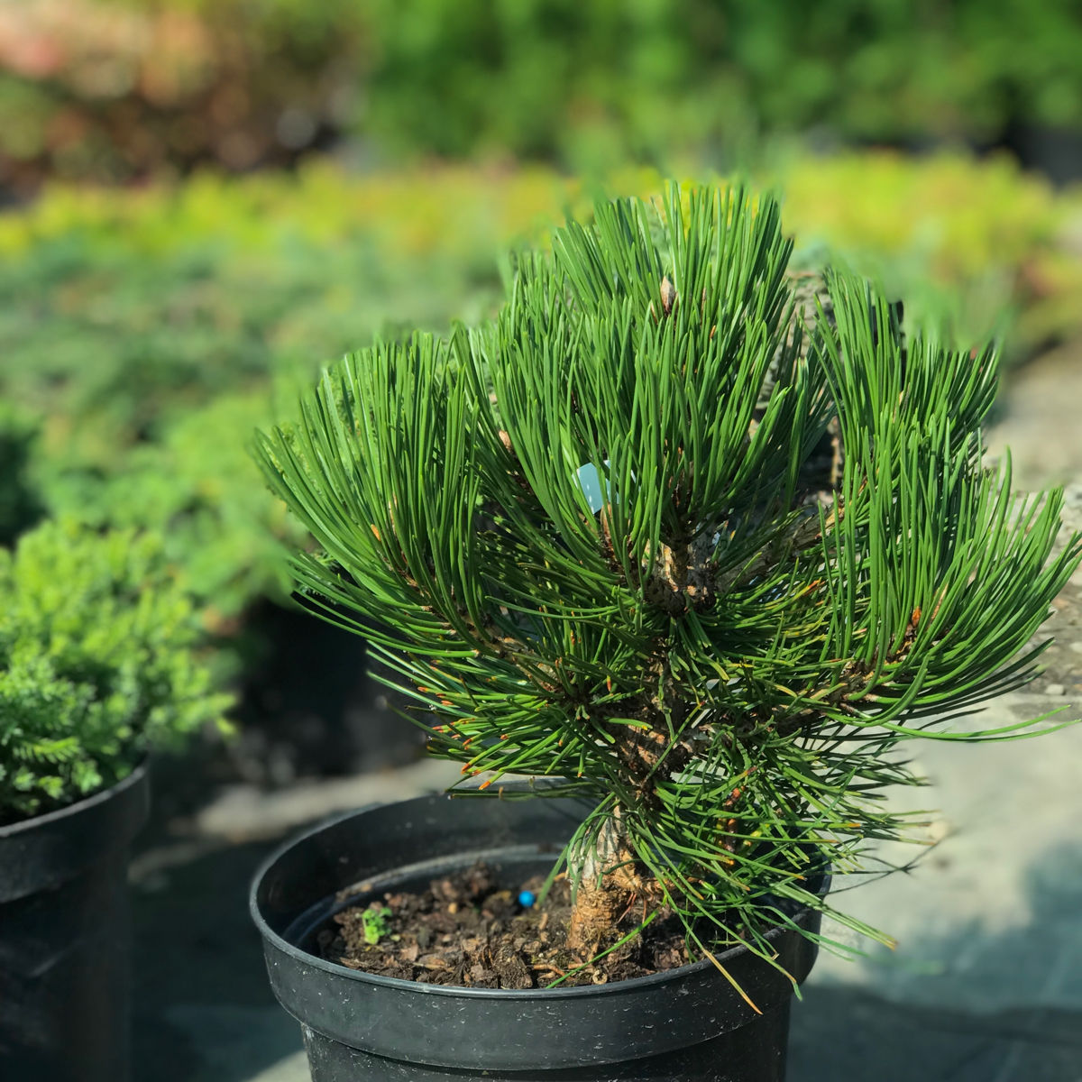 Pinus foto 4