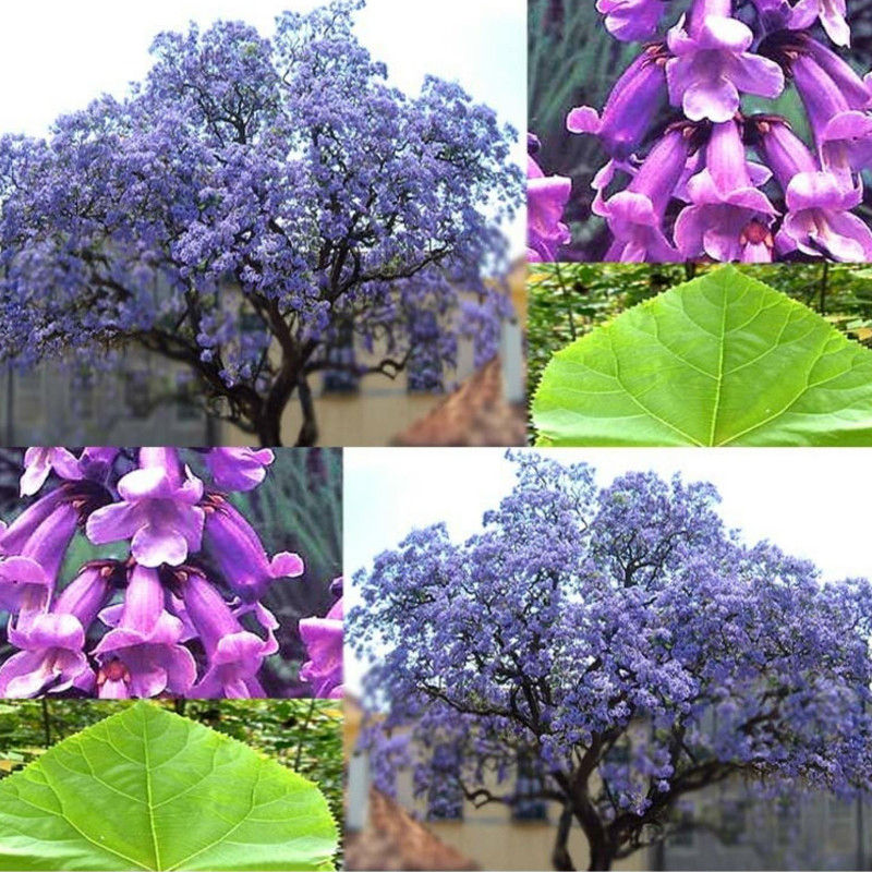 Se vand rasaduri de Paulownia Tomentosa! foto 4