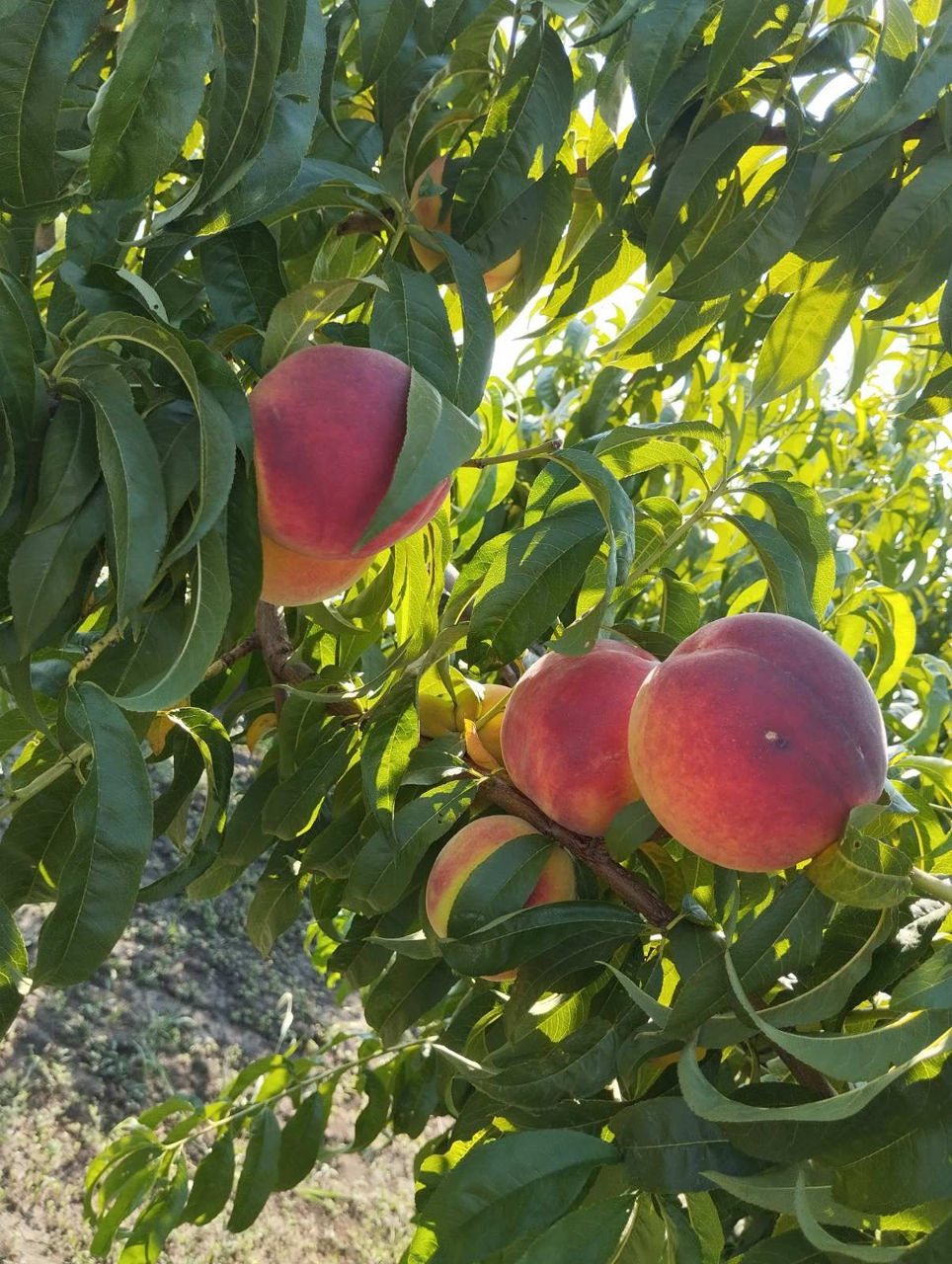 Персик Редхейвен