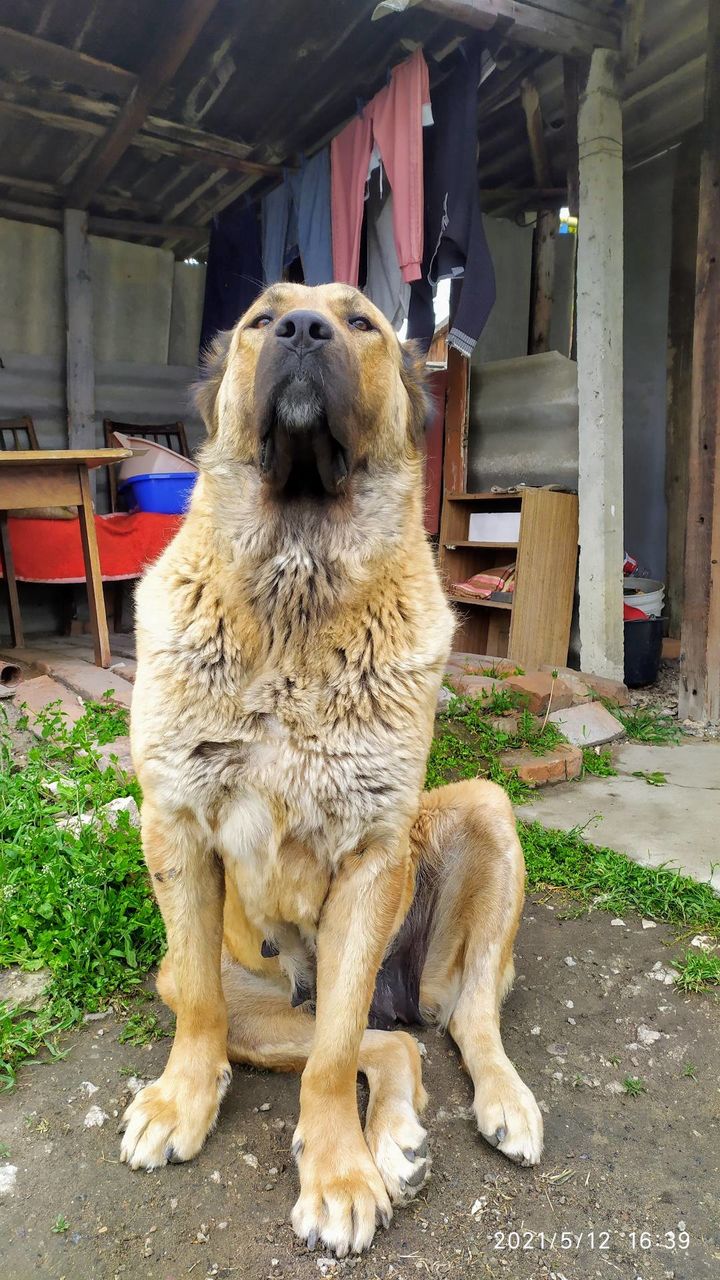 Алабай девочка фото