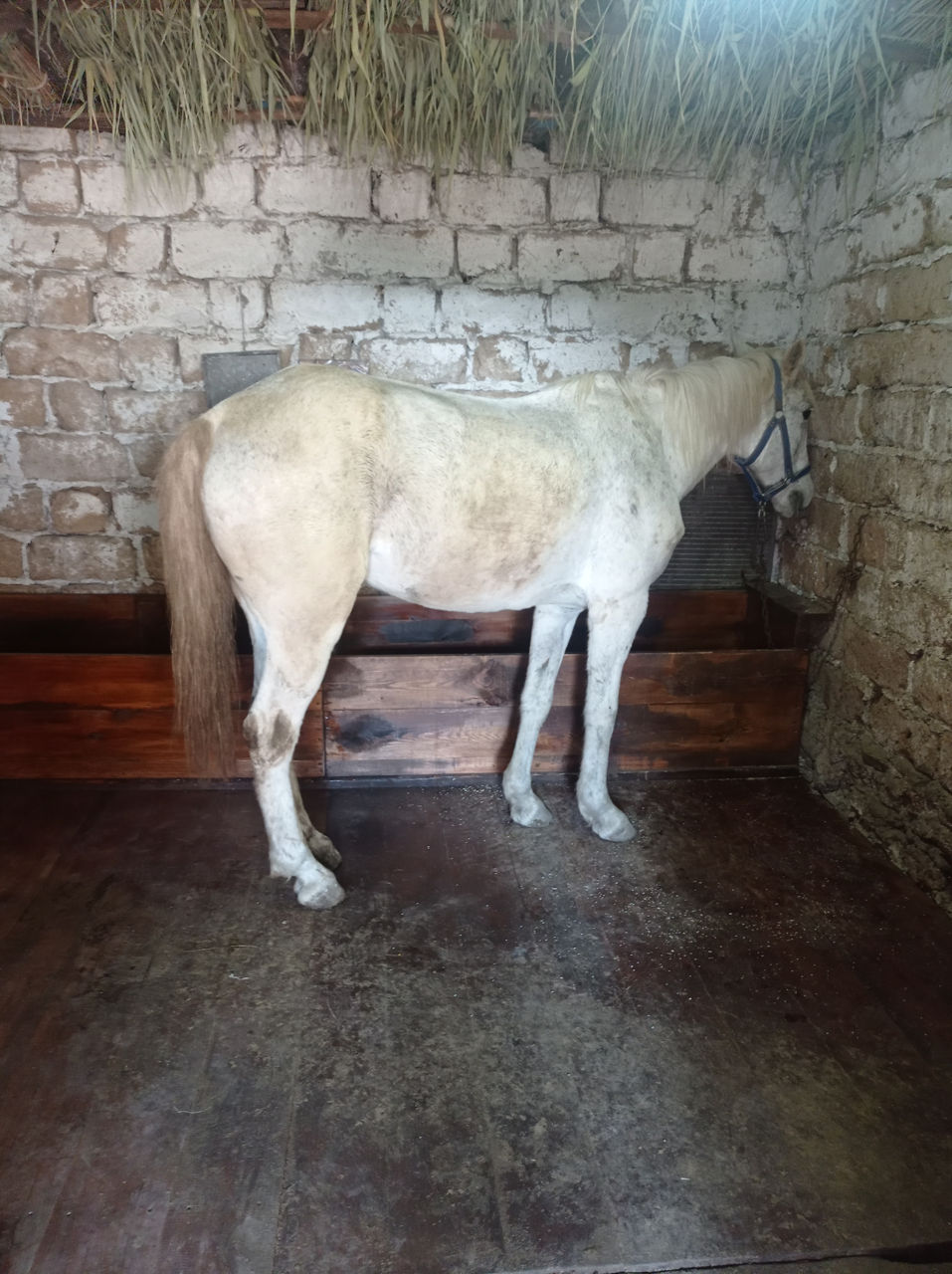 Лошадь не кусает не бьёт тянет одну тонну работяга продаётся только ...