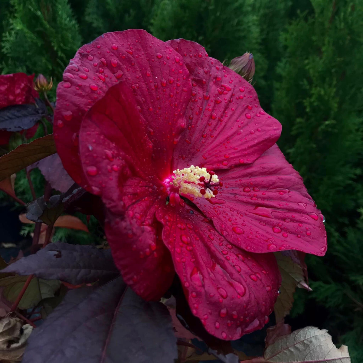 Hibiscus Moscheutos foto 0