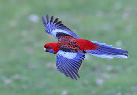 Rosella Pennant foto 1