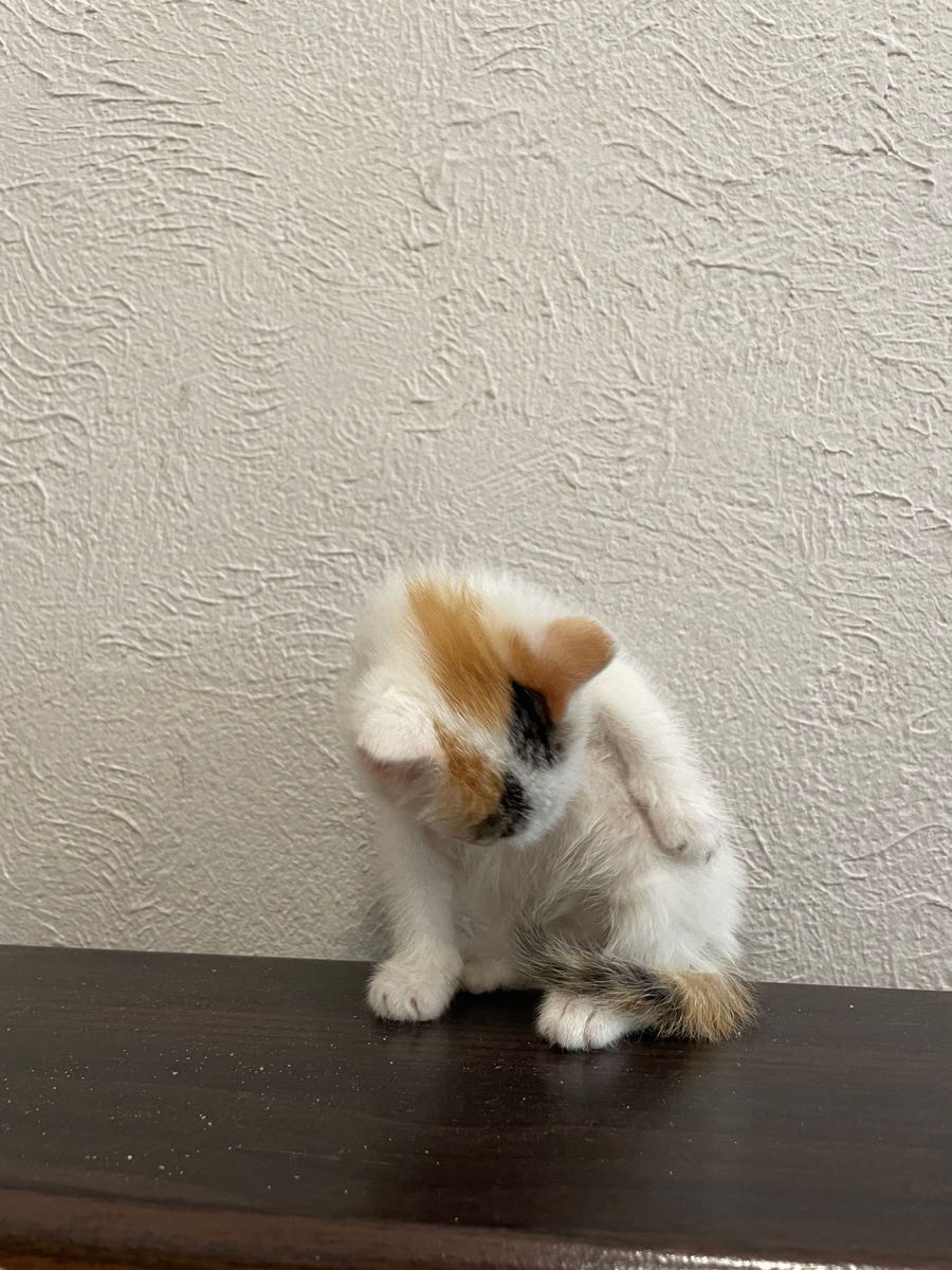 Pisica turkish van foto 0