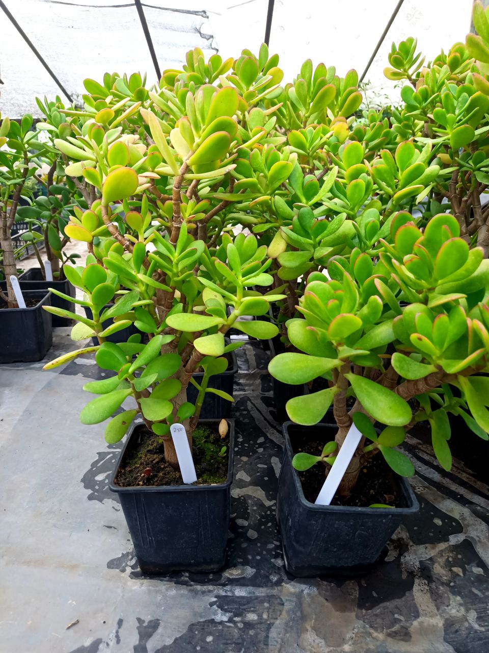 Crassula ovata (Денежное дерево) foto 7