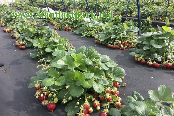 Агроволокно укрывное мульчирующее, спанбонд. Agrotextil, spanbond foto 9