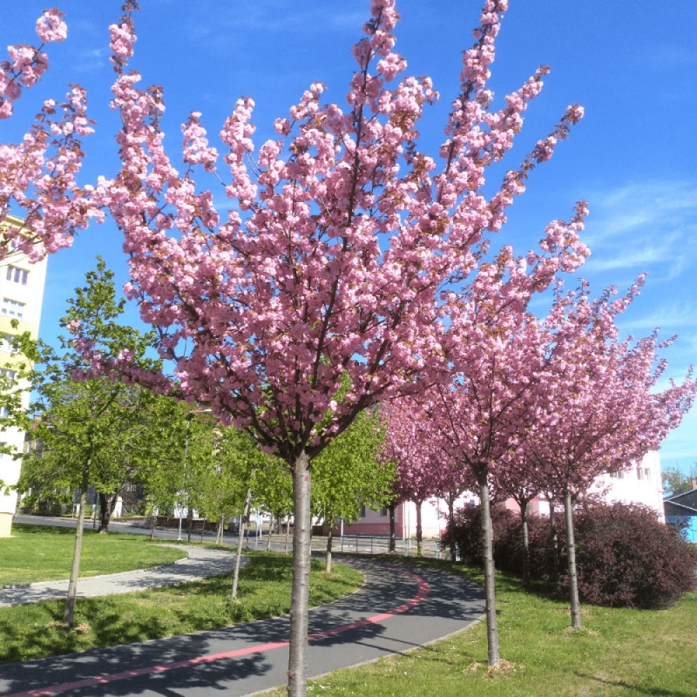 Sakura Japoneza,.La cantitate mai mare pretul se negociaza. foto 0
