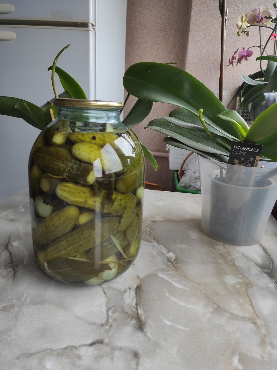 Огурцы маринованные.