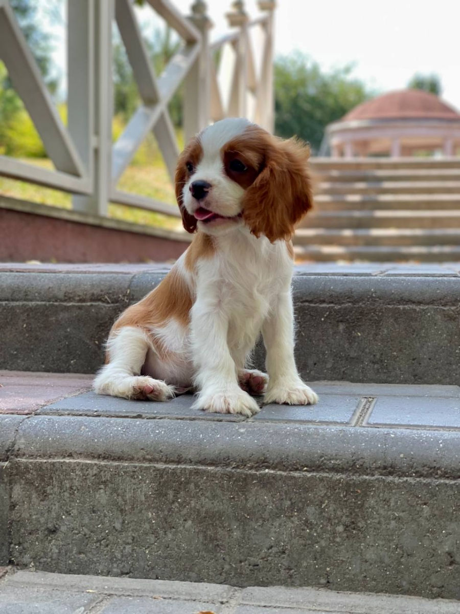 Кавалер чарльз кинг спаниель Cavalier King Charles Spaniel foto 2