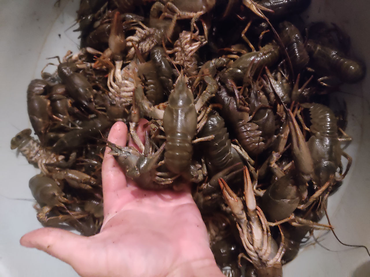 Продам раки