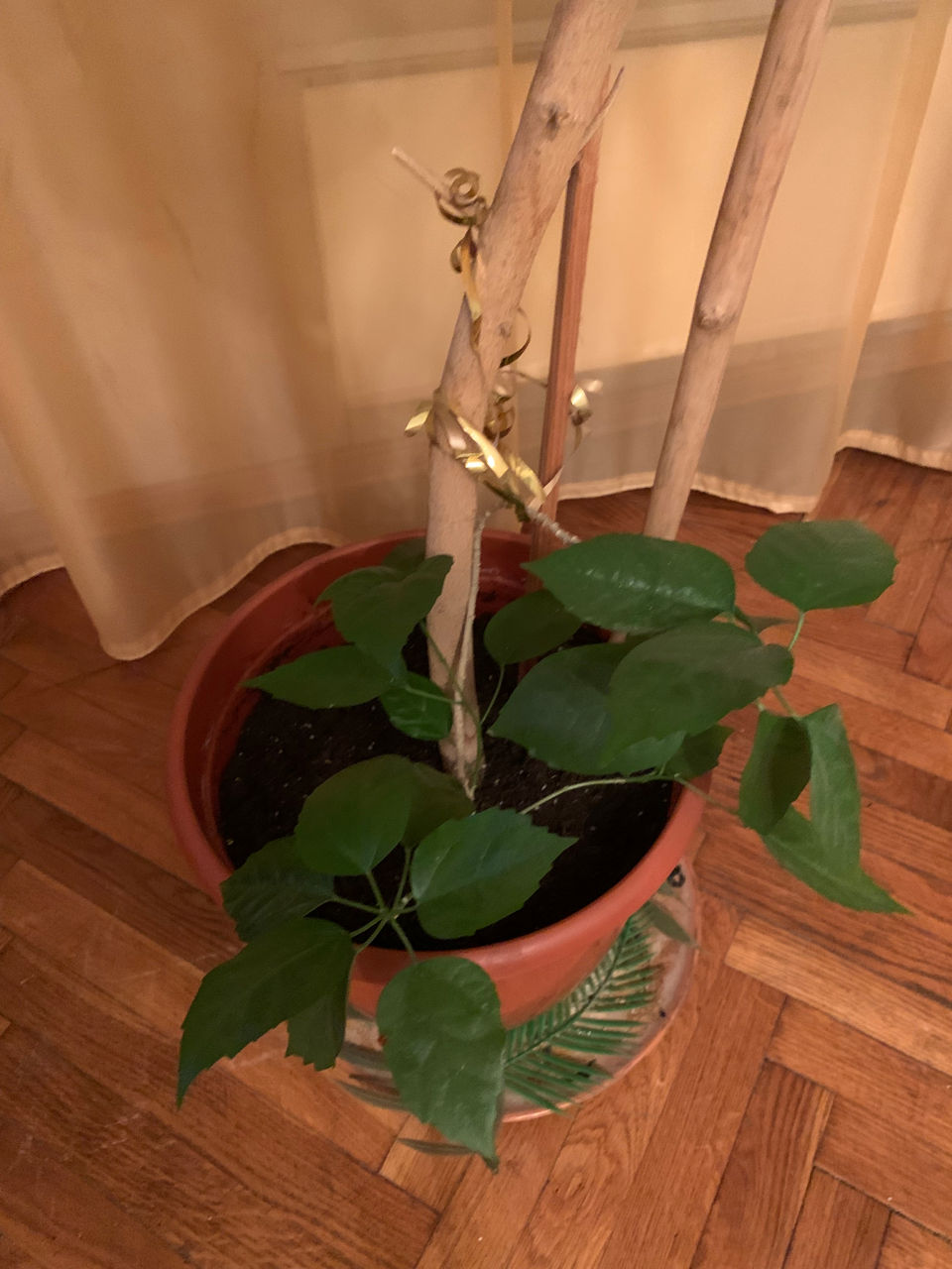 Китайская роза 1,80 и дифенбахия 1,00 м foto 2