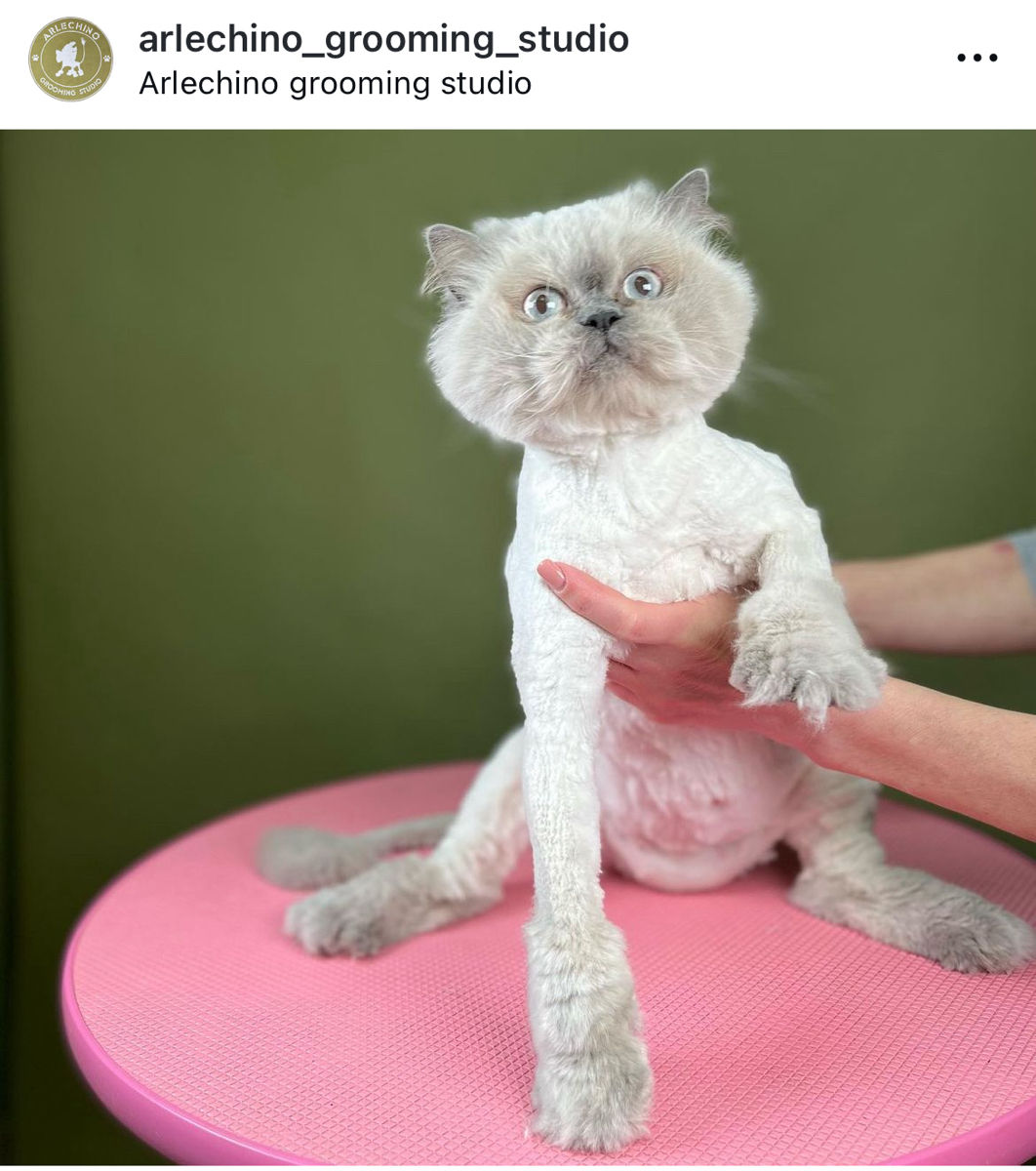 "Arlechino Grooming Studio". Буюканы. Стрижка кошек. foto 5