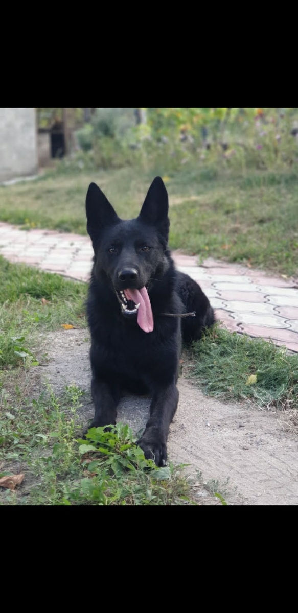 Ciobănesc german negru foto 0