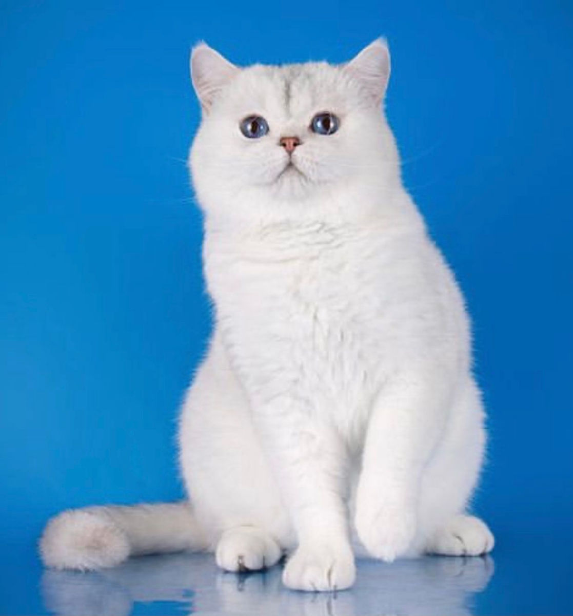 Scottish fold/straight foto 9