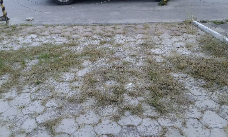 Soluție pentru buruian teracotă. (s.special pentru livezi , viță de vie,perimetru casă) foto 4