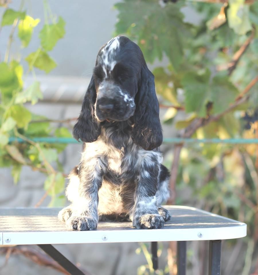 Английский кокер спаниель- Cocker Spaniel