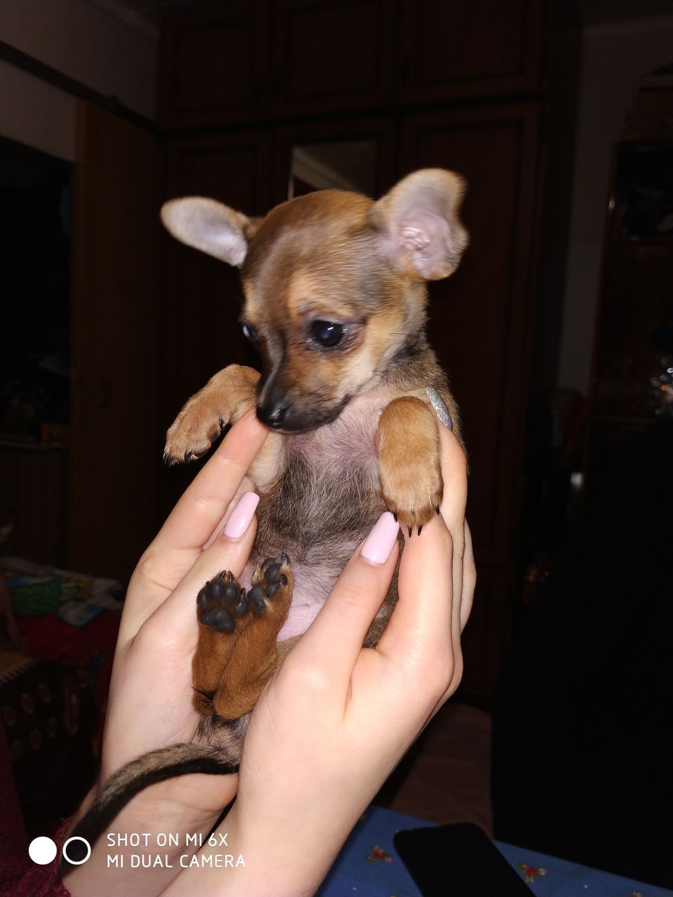 Щенок русского мини той-терьера.